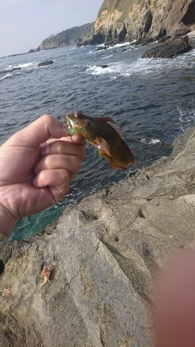 アナハゼの釣果