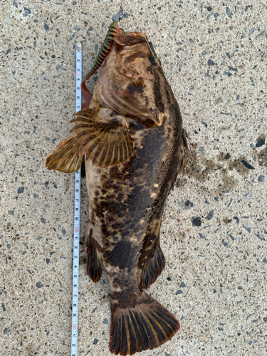 ベッコウゾイの釣果