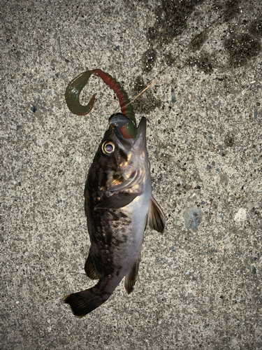 クロソイの釣果