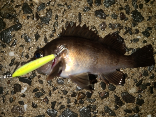 メバルの釣果