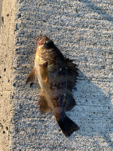 アイナメの釣果