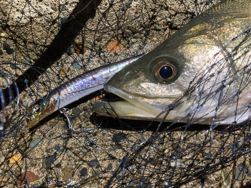 スズキの釣果