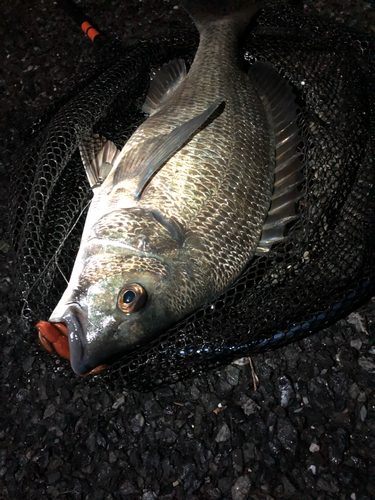 クロダイの釣果