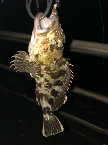 カサゴの釣果