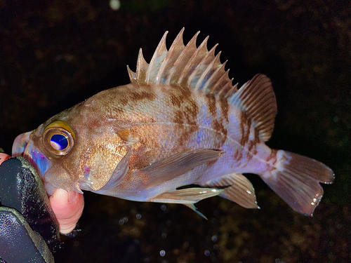 メバルの釣果