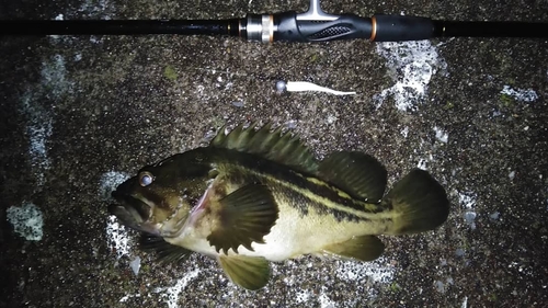 シマソイの釣果