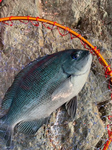 オナガグレの釣果