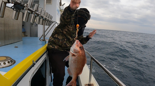 マダイの釣果