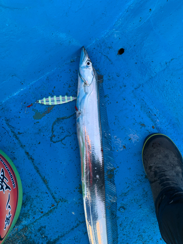 タチウオの釣果