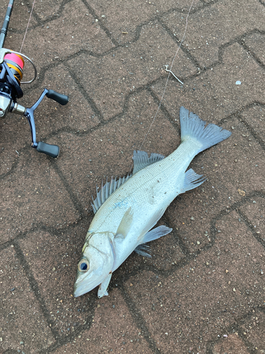 セイゴ（マルスズキ）の釣果