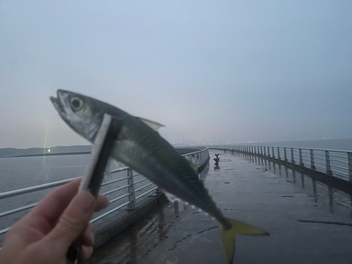 サバの釣果