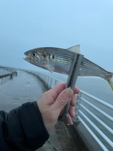 コノシロの釣果