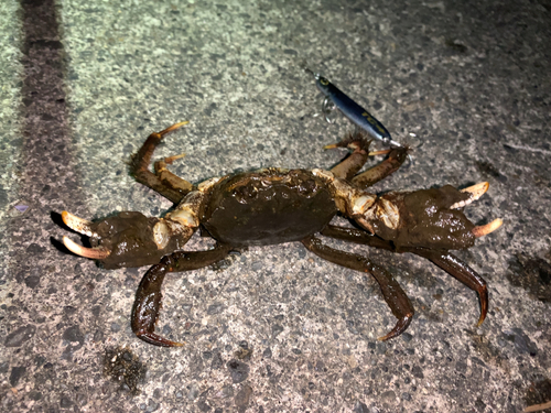 カニの釣果