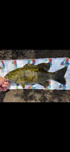 スモールマウスバスの釣果