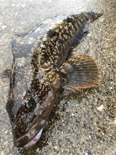 アイナメの釣果