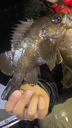 メバルの釣果