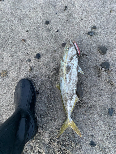 イナダの釣果