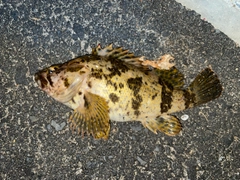 タケノコメバルの釣果