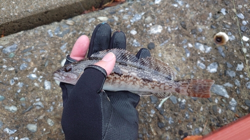 アイナメの釣果