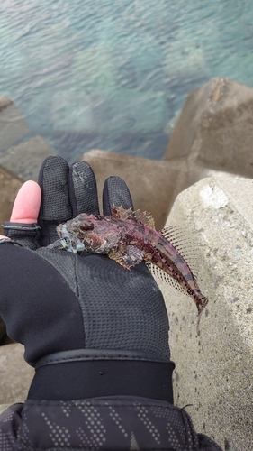 アナハゼの釣果