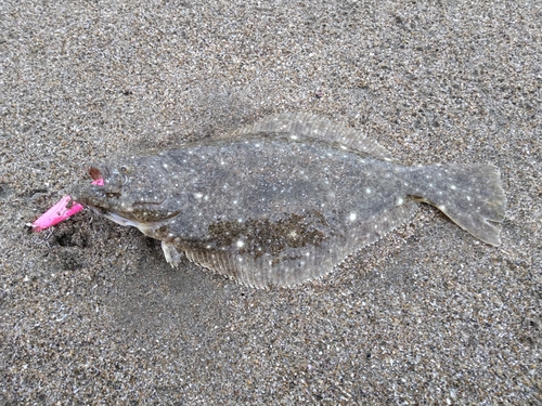 ソゲの釣果