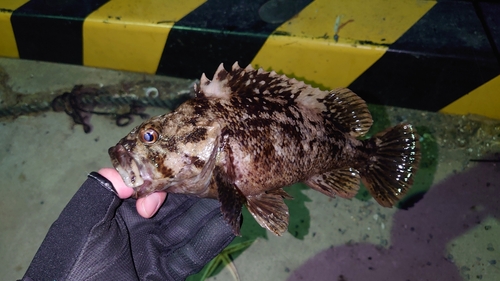 ムラソイの釣果