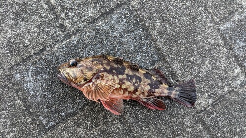 カサゴの釣果