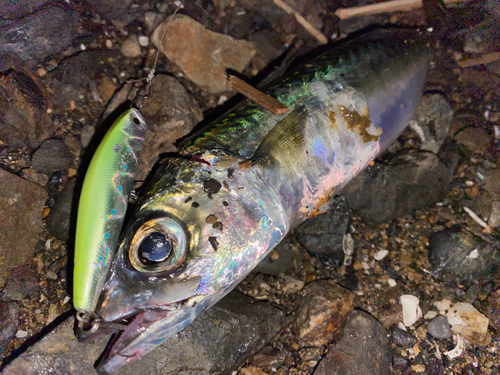 マサバの釣果