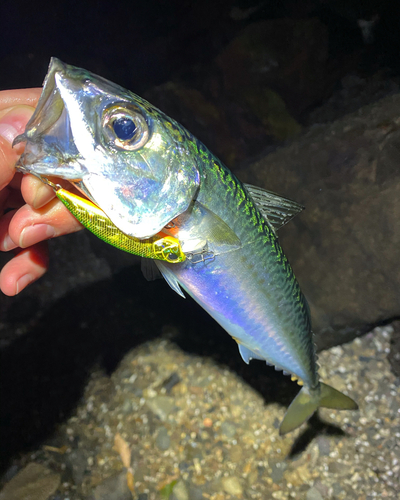 マサバの釣果