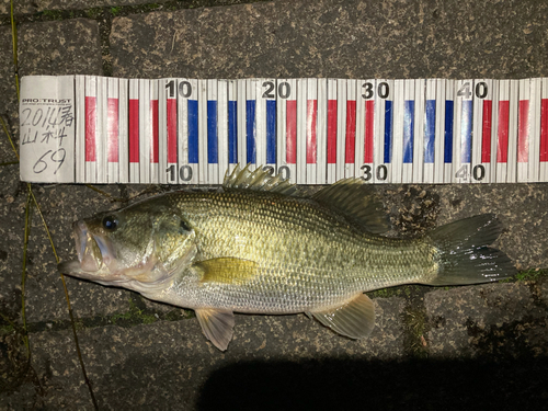 ブラックバスの釣果