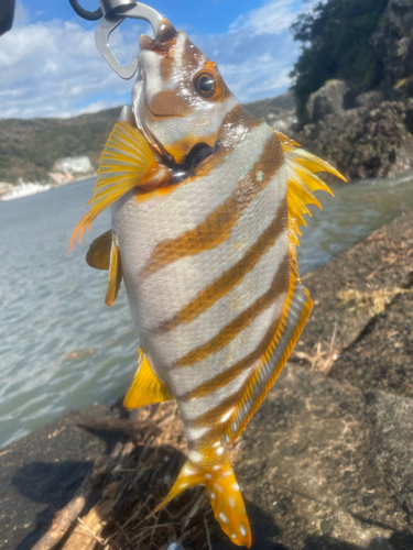 タカノハダイの釣果