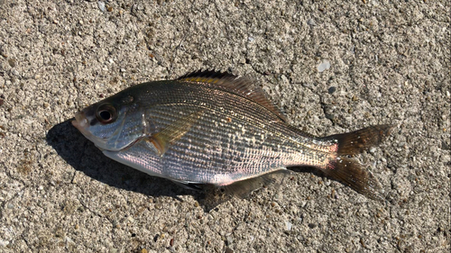 ウミタナゴの釣果