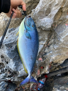 テングハギモドキの釣果