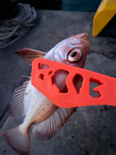 キントキダイの釣果