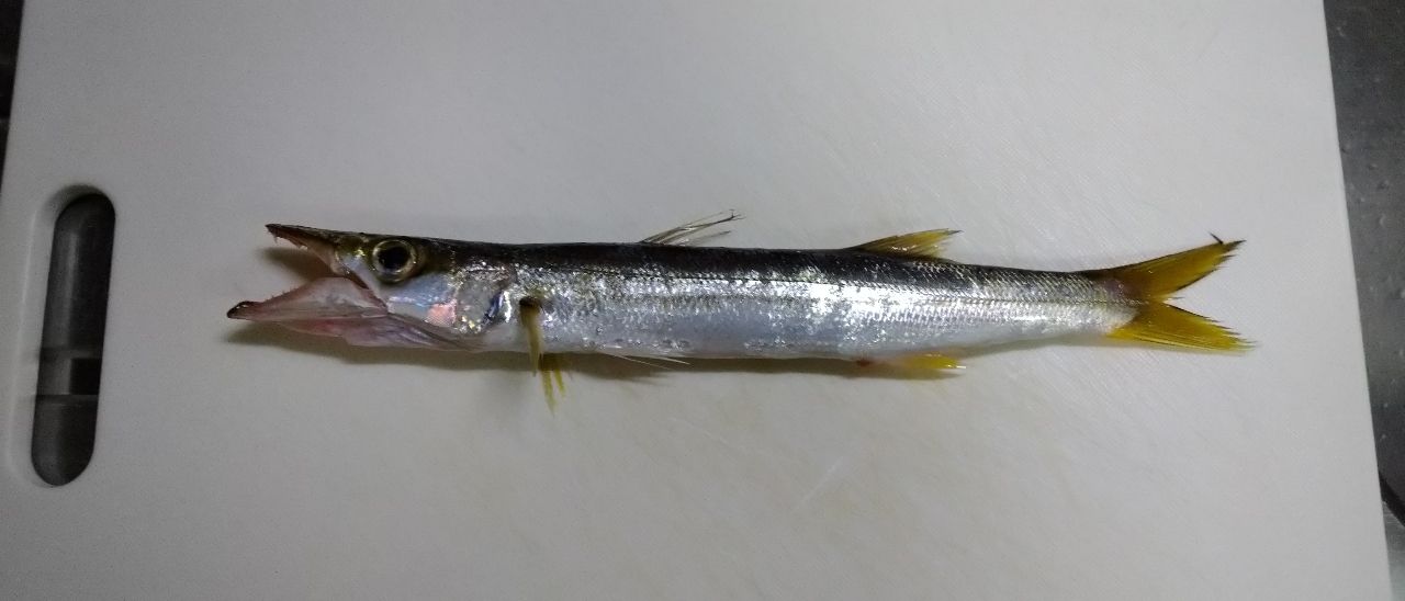 カマス