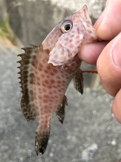 オオモンハタの釣果