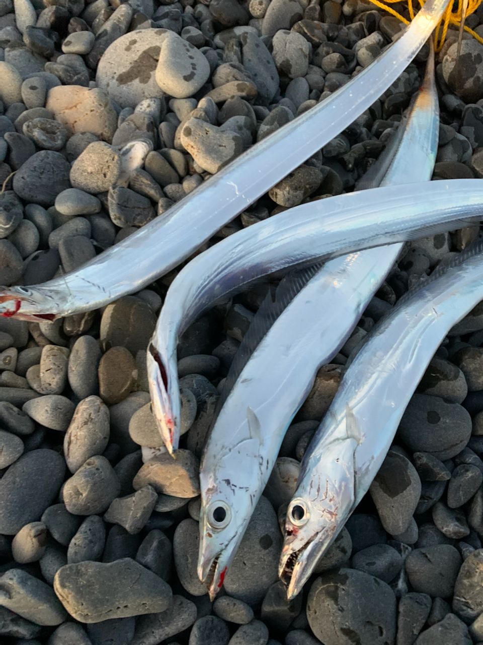 タチウオ