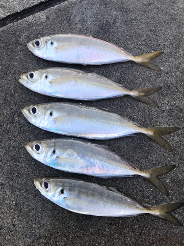 アジの釣果