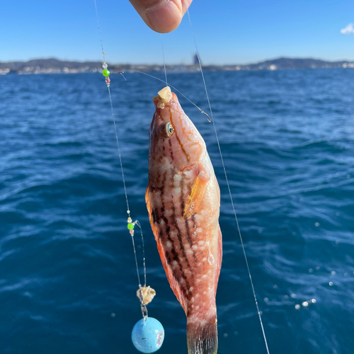 ホシササノハベラの釣果