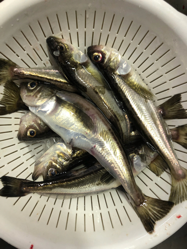 ハタハタの釣果