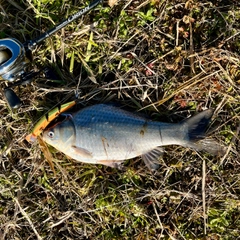 フナの釣果