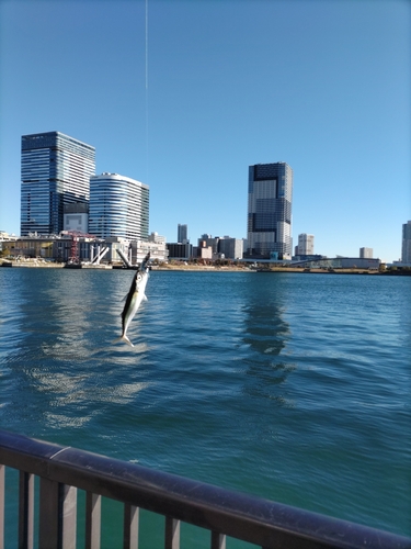 サバの釣果