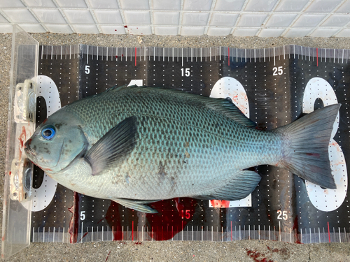 クチブトグレの釣果