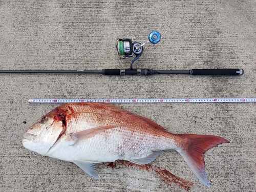 マダイの釣果