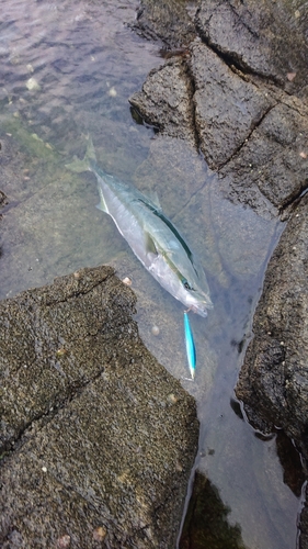 ワラサの釣果