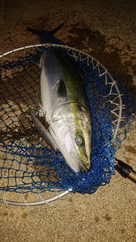 ワラサの釣果