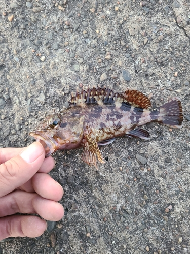 カサゴの釣果