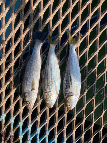 ハゼの釣果