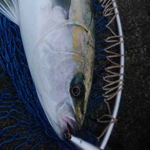 ワラサの釣果