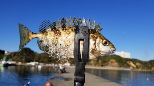 アイゴの釣果